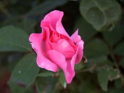 Blossom greenery pink