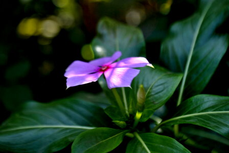 Pink Flower photo