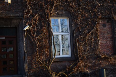 Plant window autumn