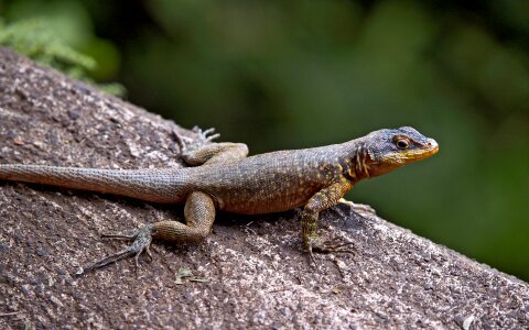 Animals nature brazil