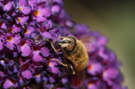 Animal arthropod beautiful flowers