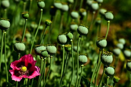 Agriculture beautiful flowers blooming