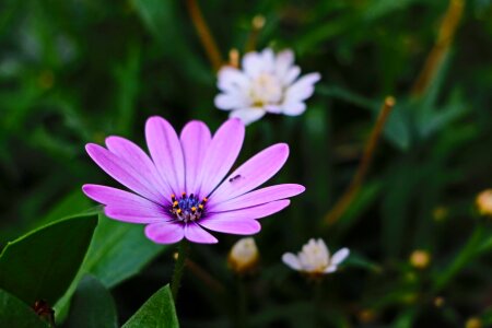Daily margaret purple
