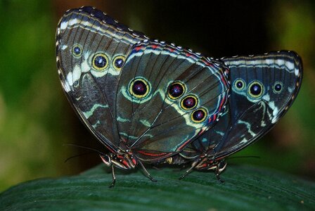 Butterflies insect nature