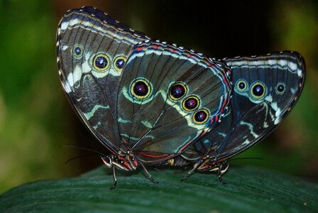 Butterflies insect nature photo