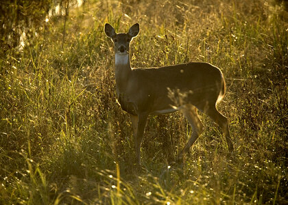 White-tailed deer-1 photo