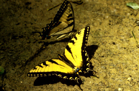 Tiger Swallowtail Butterfly