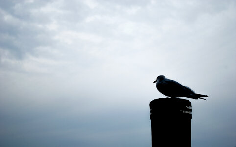 Seagull photo