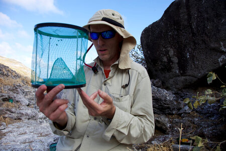 Nihoa Millerbird Translocation-1