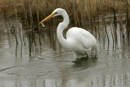 Great Egret-1 photo