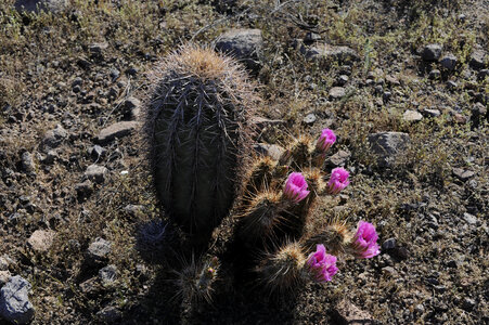 Barrel Cactus-3