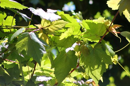 Nature environment forest