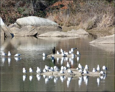White grey wildlife