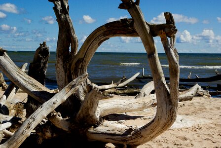 Driftwood dead tree branch