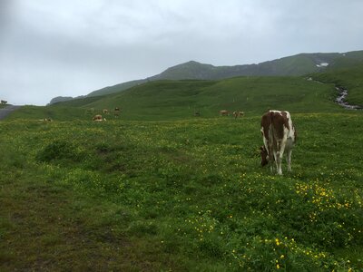 Herd of cows at Jungfrau photo
