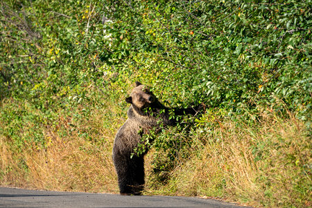 Grizzly Bear