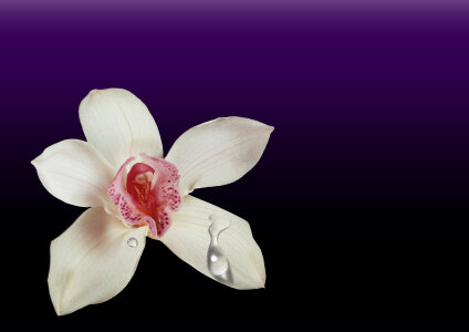 Orchid and water drop photo