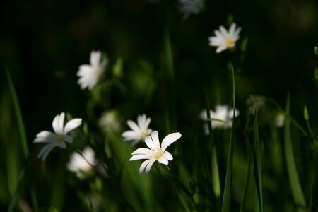 Spring white green