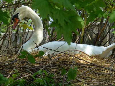 Nest swan's nest animal photo