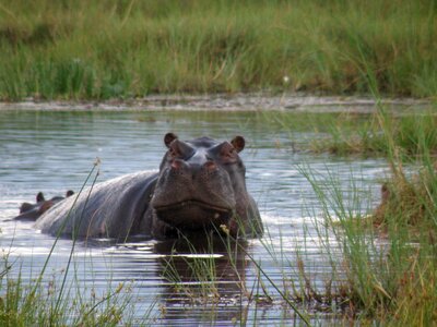 Mammal wildlife dangerous