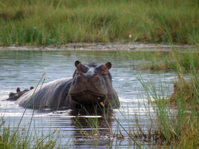 Mammal wildlife dangerous photo