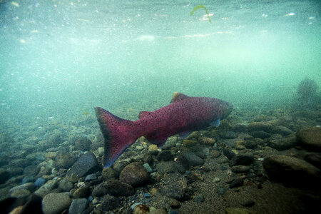 Chinook salmon migrating-4