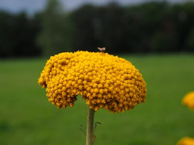 Blossom bloom fly photo