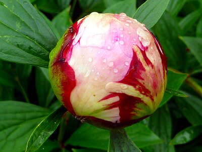 Peony plant spring