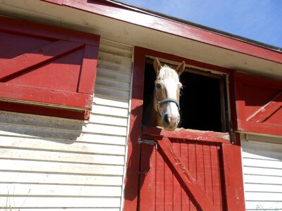 Horse head stable farm photo