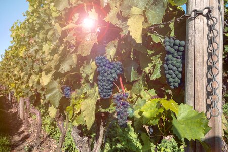 Winegrowing green fruit photo