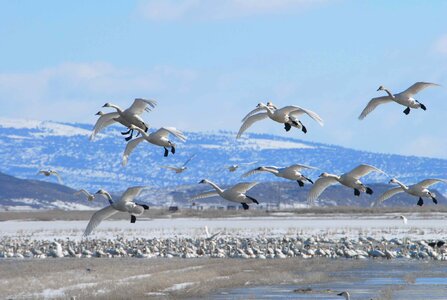 Flight migration winter photo