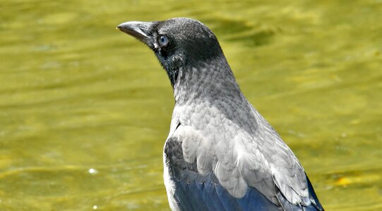 Bird grey head photo