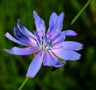 Bloom plant nature photo