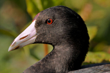 American Coot