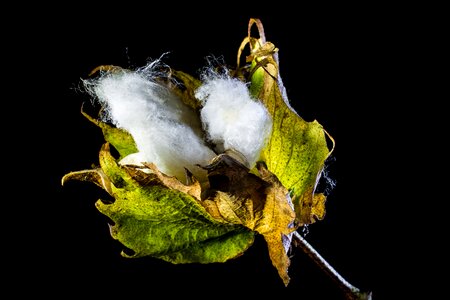 Cotton cotton shrub plant