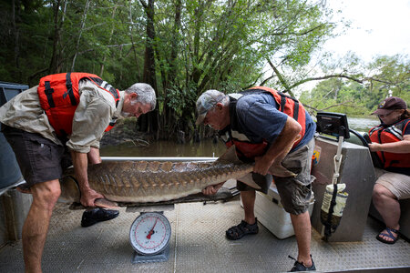 Biologist with gulf sturgeon on the Choctawhatchee River-2