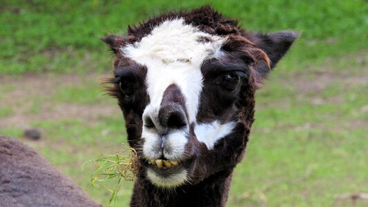 Alpaca wildlife llama photo