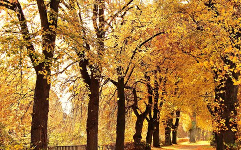 Alley autumn autumn season photo