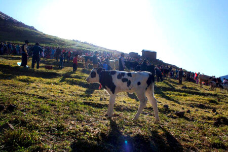 Cowboys cows crowd