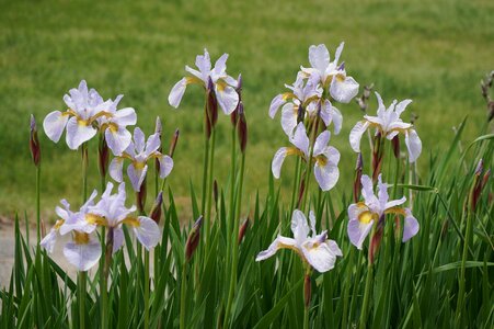 Light purple ayame iris