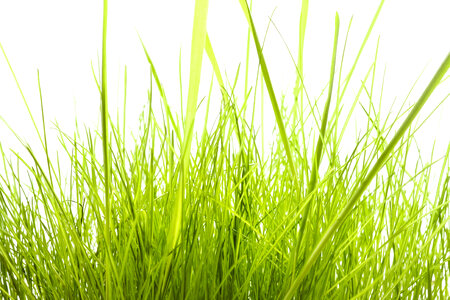 Tall Green Isolated Grass photo