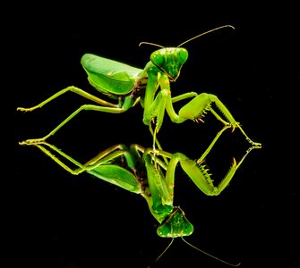 Fishing locust green close up photo