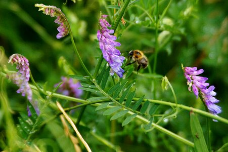 Bloom close up vetch photo