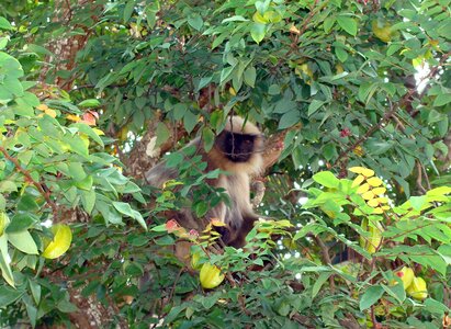 Animal mamma primate photo