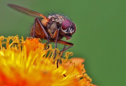 Insect insect macro animal photo