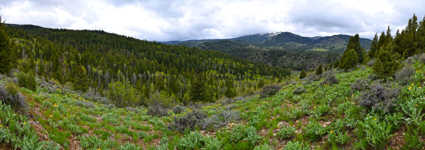 Panoramic of the forest in Caribou-Targhee National Forest photo