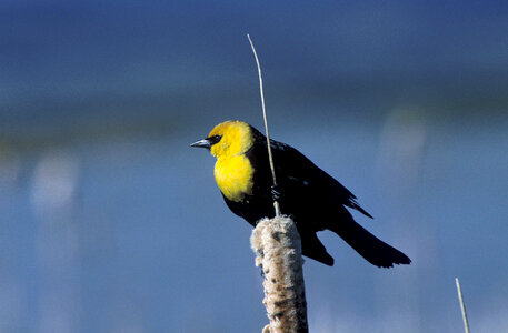 Yellow-Headed Blackbird photo