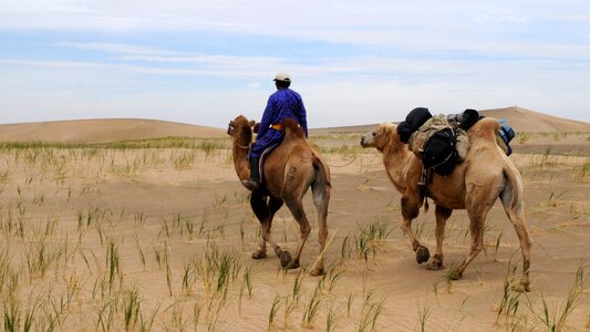 Desert landscape gobi camel