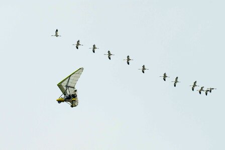 Bird  
