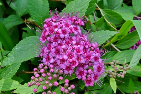 Pistil shrub plant